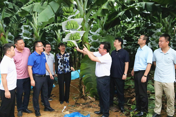 孙健副院长参加生物所香蕉抗病品种“桂蕉9号”密植高效栽培技术观摩交流会