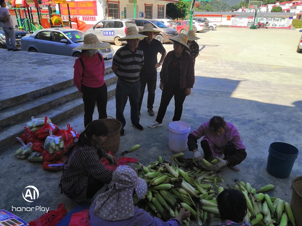 张述宽副院长带队赴大化县丹桂村开展产业帮扶工作