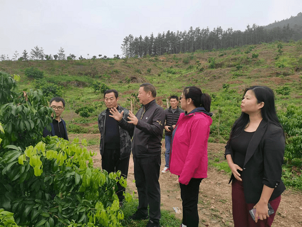 国家荔枝龙眼产业技术体系首席科学家到广西进行荔枝生产调研指导
