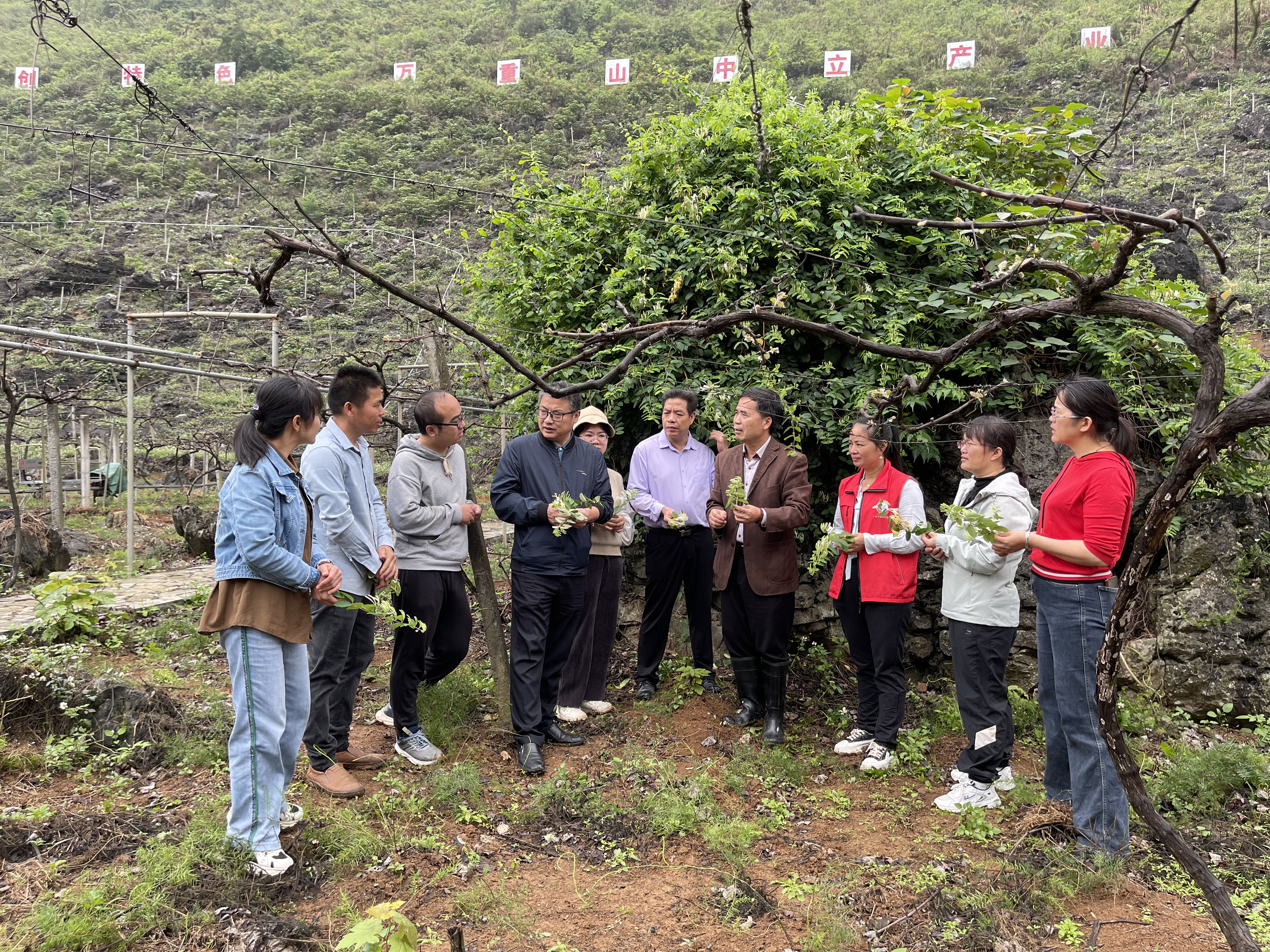 广西特色水果（葡萄）产业先锋队到都安县、忻城县开展特色产业调研工作
