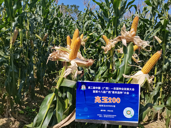 引进与创新国外热带亚热带玉米种质，促进广西玉米生产发展