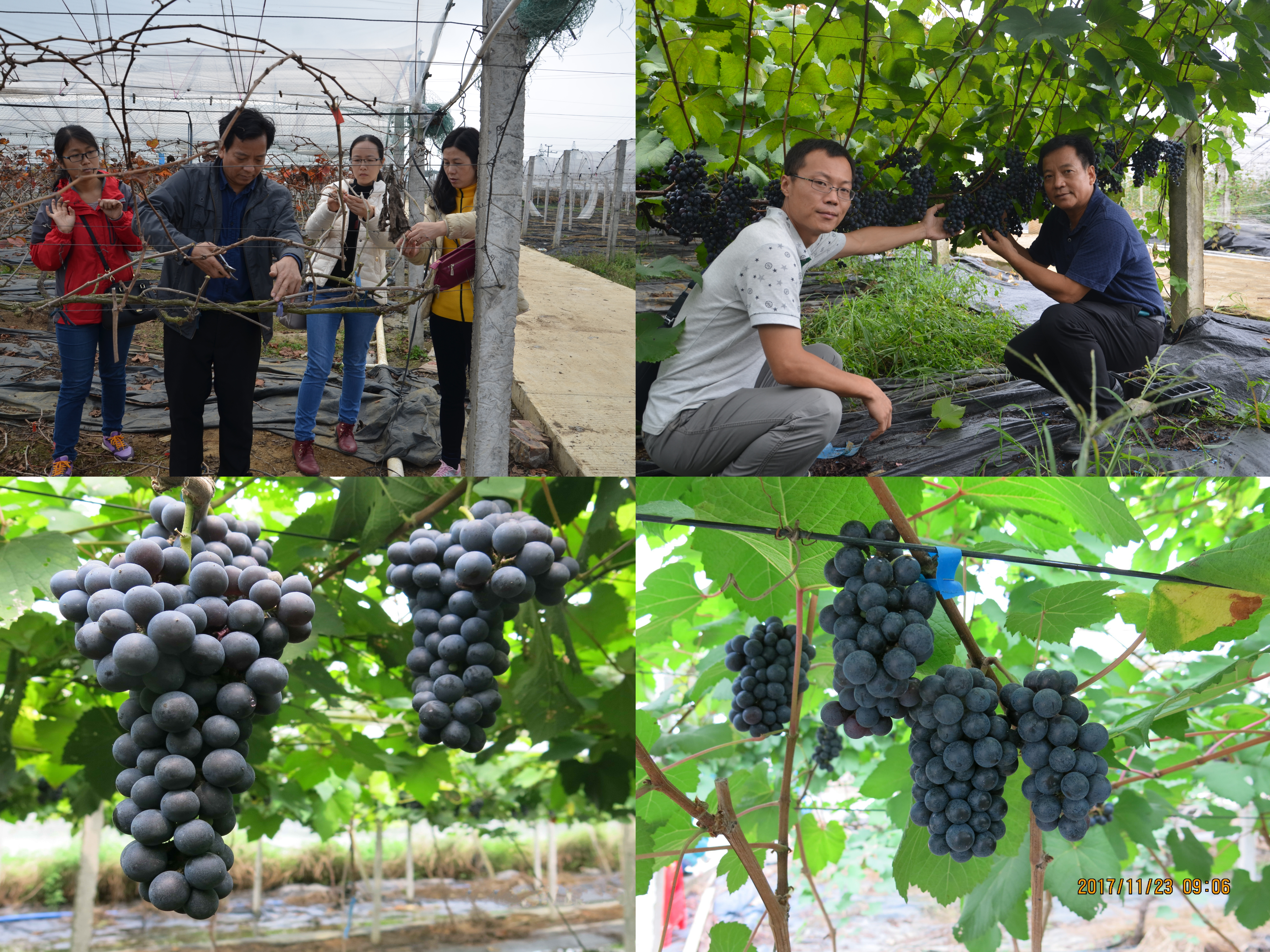 挖掘原生葡萄种质特征特性，开启原生葡萄酒‘桂酒’新篇章