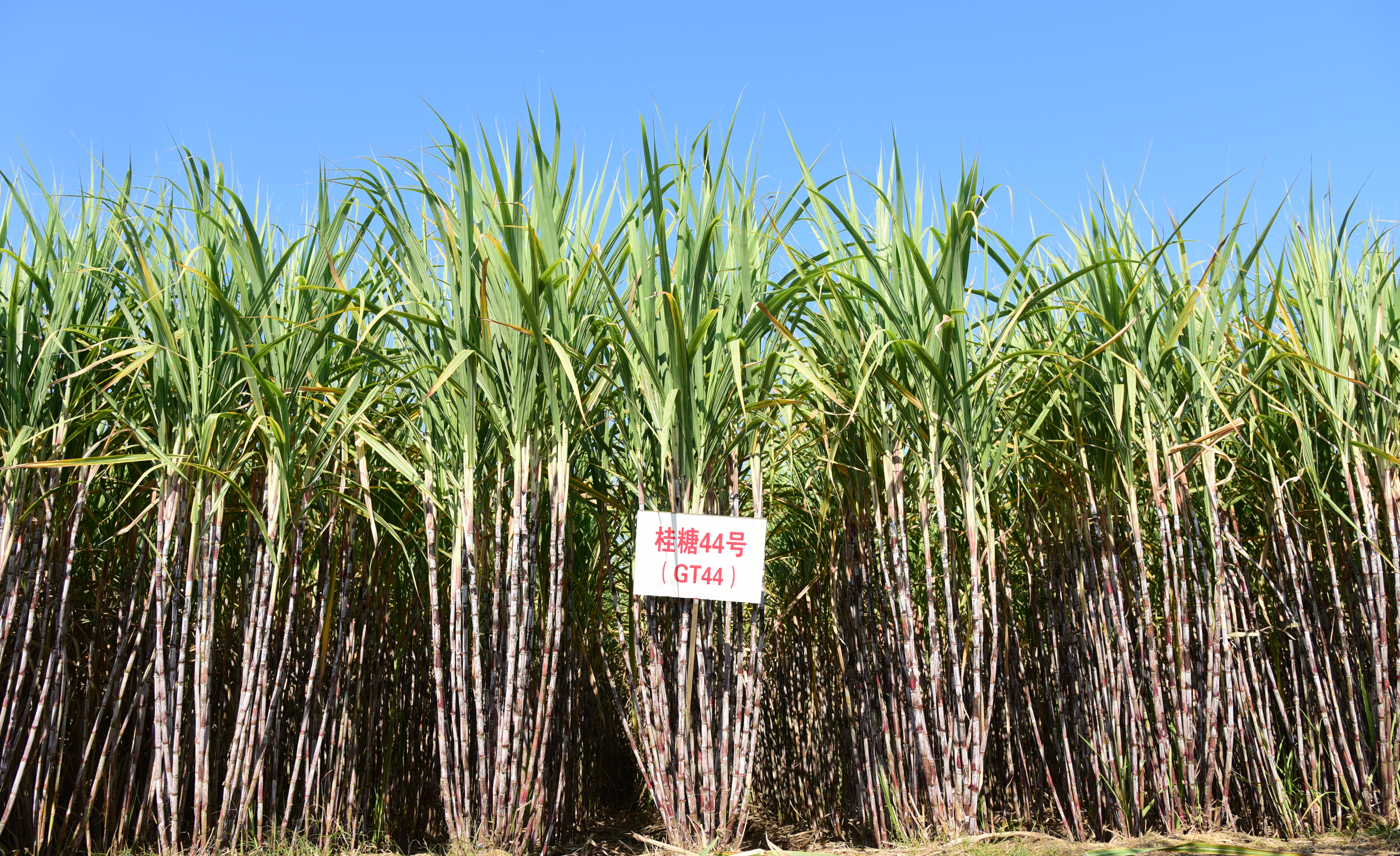 甘蔗所选育的甘蔗品种“桂糖44号”入选中国热带作物学会年度优秀科技成果