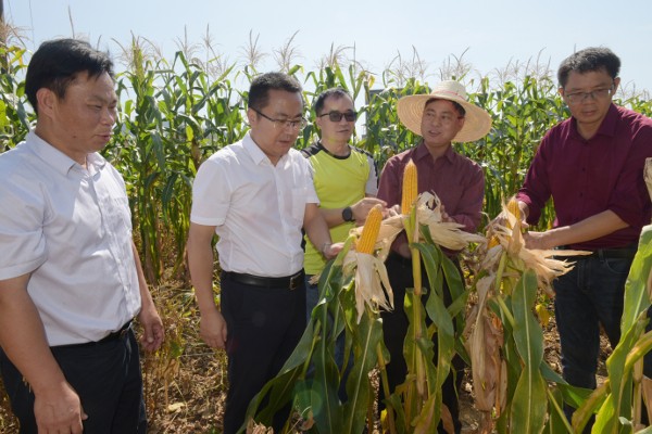 院党组成员、副院长孙健到都安县考察调研大豆玉米带状复合种植技术