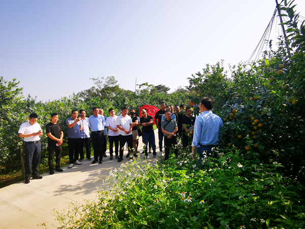 园艺所科技人员到南宁市江南区培训沃柑种植技术