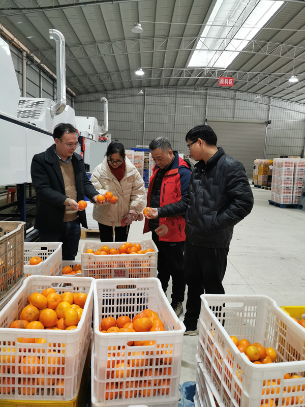 国家柑橘产业技术体系岗位科学家到武鸣和浦北开展沃柑及陈皮产业调研