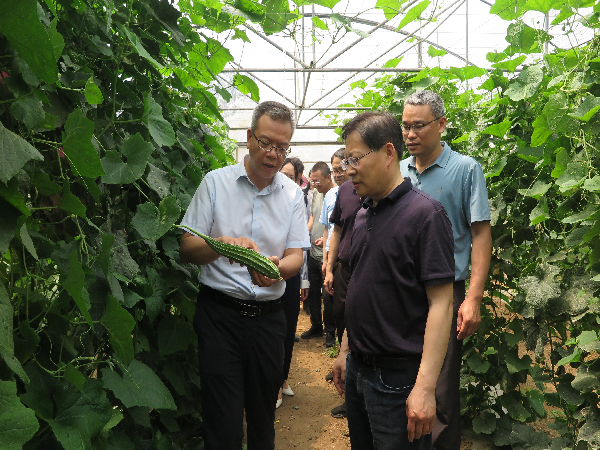 国家大宗蔬菜产业技术体系岗位专家应邀到广西开展蔬菜产业调研