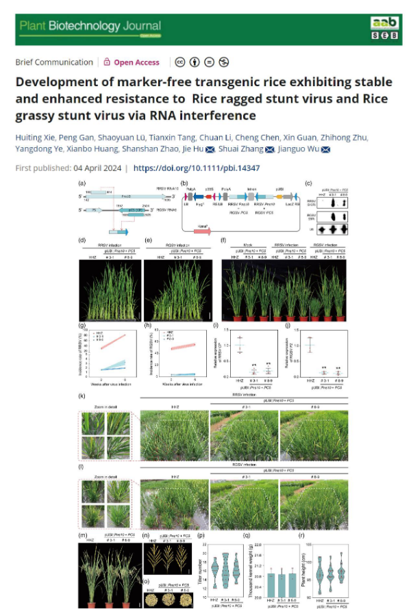 植保所科技人员在TOP期刊Plant Biotechnology Journal发表水稻抗病毒研究文章