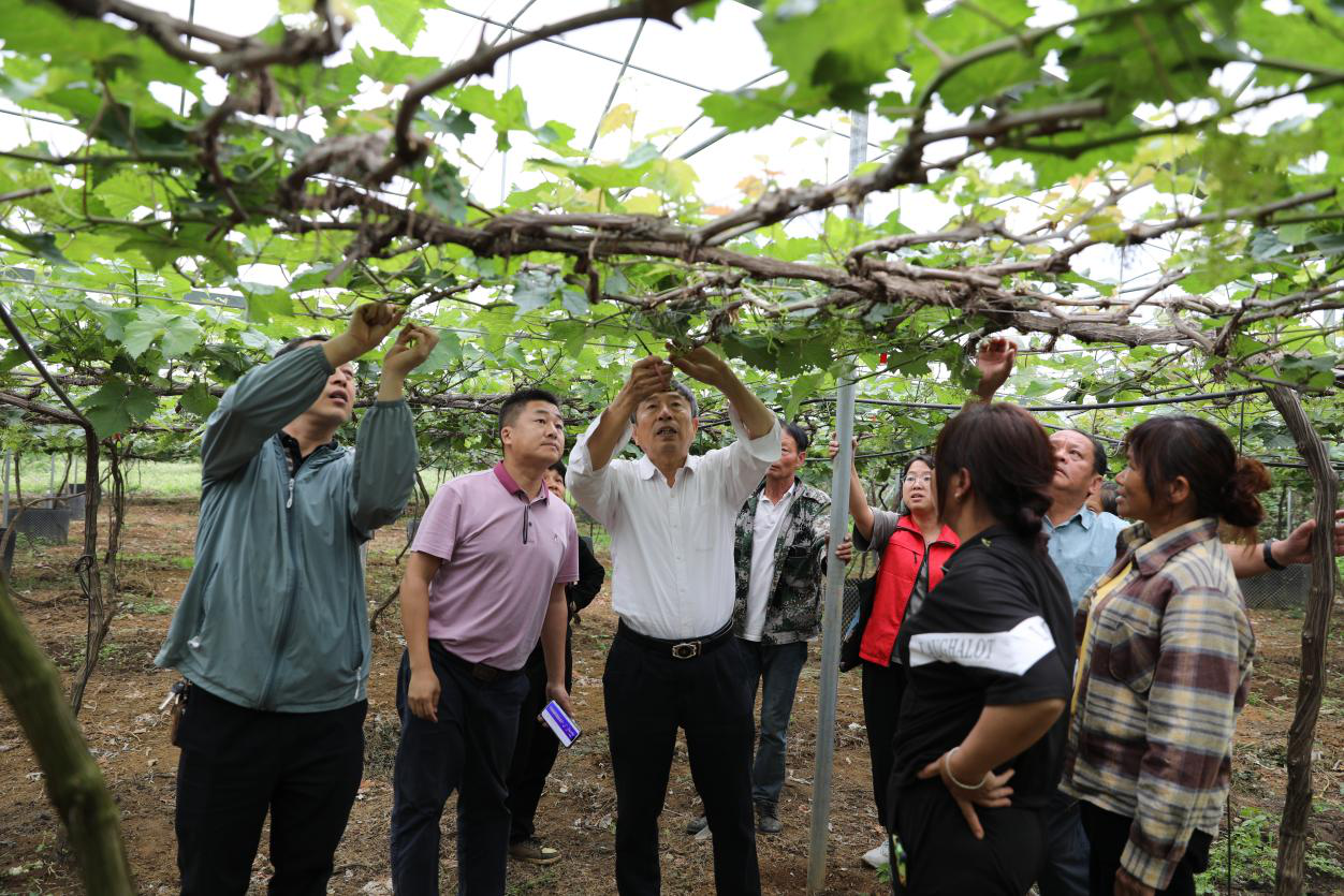 葡萄所科技人员赴靖西市、大新县及上思县等地开展葡萄春季花果管理技术指导